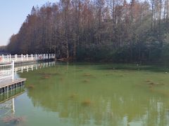 -上海海湾国家森林公园