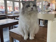 -猫小院猫主题餐厅(南锣旗舰店)