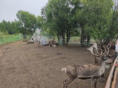 -莫尔道嘎国家森林公园