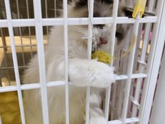 -藏猫猫咖啡主题馆(中央大道店)