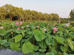 -洛阳市隋唐城遗址植物园