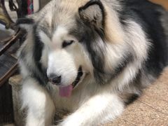 -more than meow吴止猫主题餐厅(承德 中船汇店)