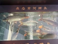 -阿五黄河大鲤鱼(英协路店)