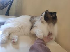 -滚猫咖啡·猫咖·猫友好撸猫(未来城店)