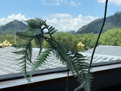 -宴武夷·匠心闽味(印象大红袍店)