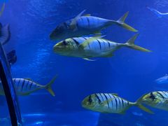 -太平洋海底世界