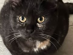 -派特宠物医院(圆融广场店)