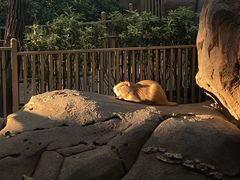 -北京野生动物园