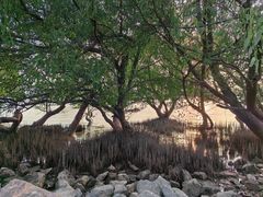 -宝安西湾红树林湿地公园