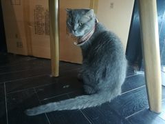 -猫色咖啡·猫咖