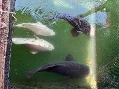 -蓝湾碧波·老字号·疍家非遗海上餐厅