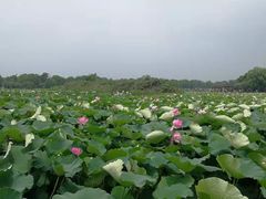 -荷塘月色湿地公园·向阳花洲
