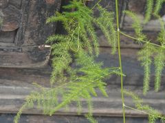 -幽篁里古琴制作中心