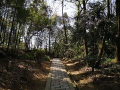 -上海佘山国家森林公园天马山园