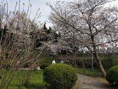 -嘉定紫藤园