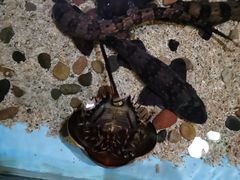 -芜湖新华联大白鲸海洋公园