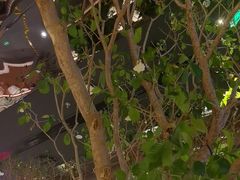 -桂满陇·海市蜃楼·黑金(国金店)