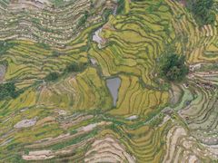 -紫鹊界梯田景区