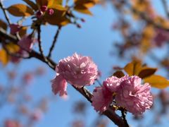 -高东镇樱花园