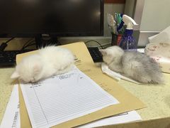 -艾贝尔宠物诊疗