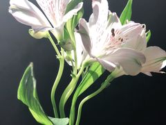 -新沙洞咖啡(泉乐坊店)