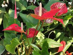 -国家植物园南园