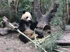 景点-成都大熊猫繁育研究基地