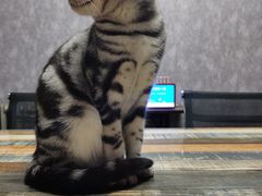 -猫尾侦探俱乐部·剧本杀·狼人杀