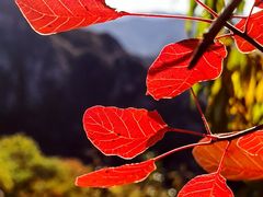 -大岭沟猕猴桃谷风景区
