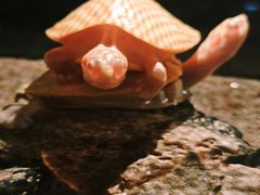 -太平洋海底世界