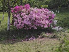 -龙头寺公园