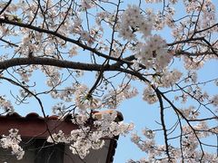 -高东镇樱花园