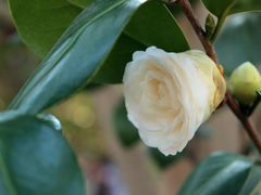 -艾溪湖湿地公园