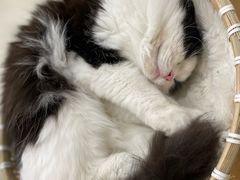 -共舞时光猫咖·狗咖(新街口店)