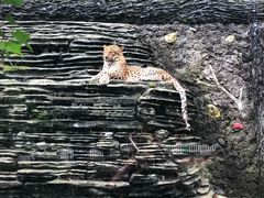 -贵州森林野生动物园
