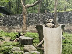 -都江堰中华大熊猫苑