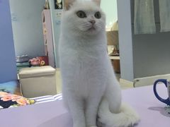 -喵的天空名猫咖啡馆·撸猫·猫舍·用品