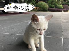 -上海皇廷花园酒店·御宴中餐厅
