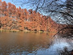 -上海海湾国家森林公园