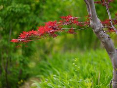 -石家庄市植物园