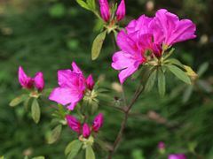 -南宁良凤江国家森林公园