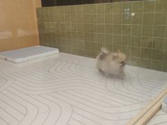 -帕帕拉兹宠物(亚洲旗舰店)