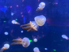 -芜湖新华联大白鲸海洋公园