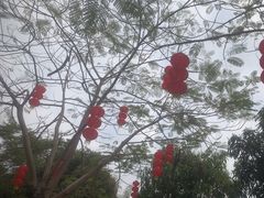 -开平碉楼文化旅游区马降龙景区