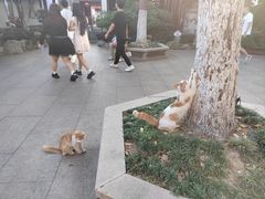-檀园