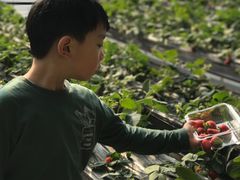 -甜心庄园·甜心草莓采摘园(西青中北店)