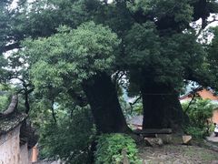 -杨家堂村