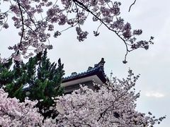 -武汉大学-樱园