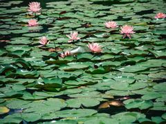 -白鹭湾湿地公园