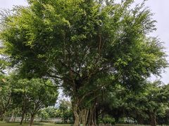 -南宁南湖公园